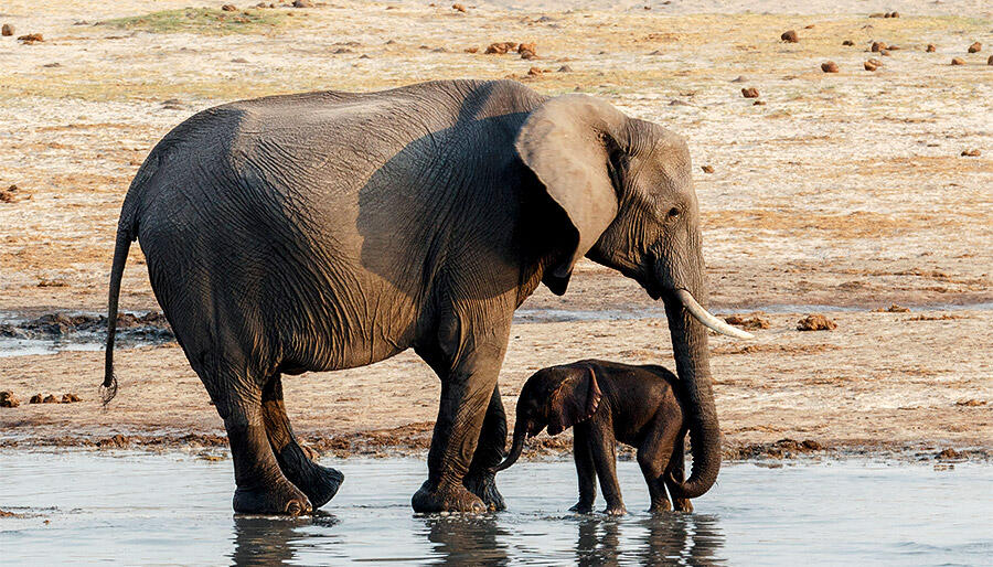 Elefant mit Baby
